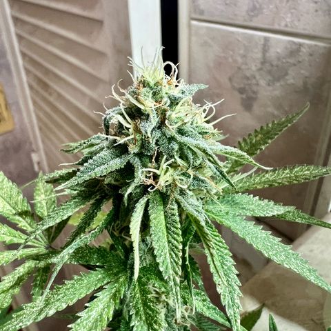Cherry #1 growlog timeline photo