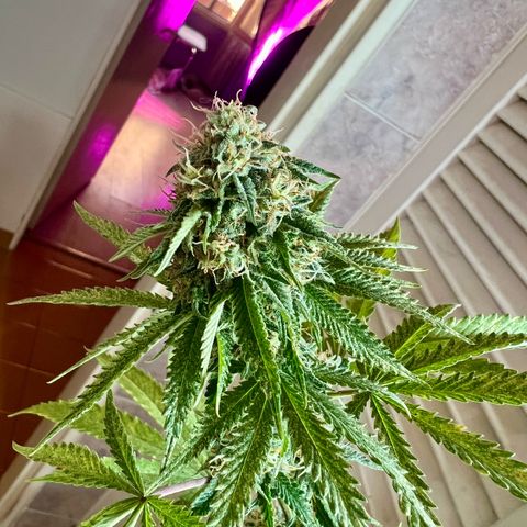 Cherry #1 growlog timeline photo