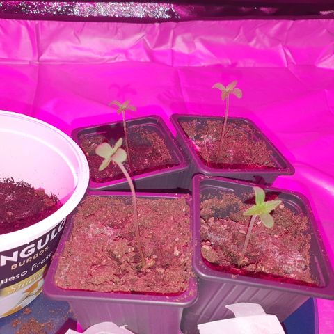 Diesel #1 growlog timeline photo
