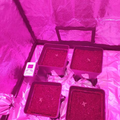 Diesel #1 growlog timeline photo