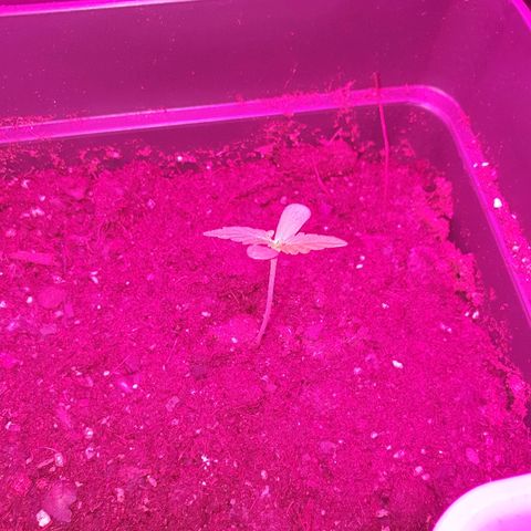 Diesel #1 growlog timeline photo