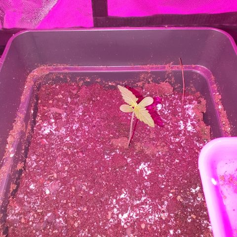 Diesel #1 growlog timeline photo