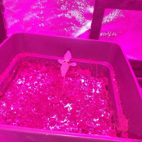 Diesel #1 growlog timeline photo