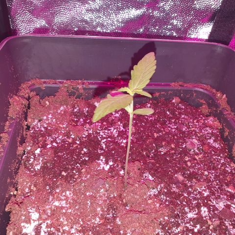 Diesel #1 growlog timeline photo