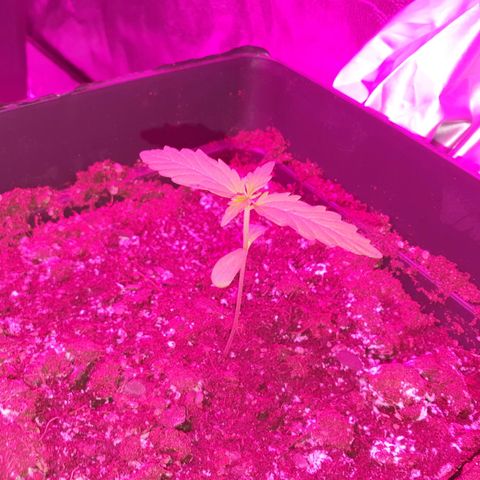 Diesel #1 growlog timeline photo