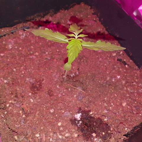 Diesel #1 growlog timeline photo