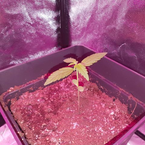 Diesel #1 growlog timeline photo
