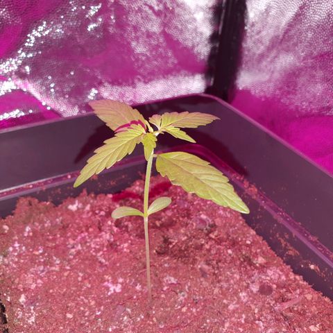 Diesel #1 growlog timeline photo
