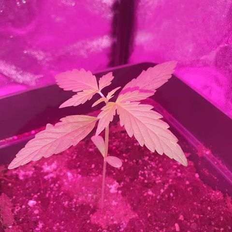 Diesel #1 growlog timeline photo