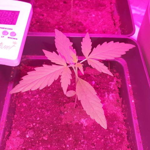 Diesel #1 growlog timeline photo