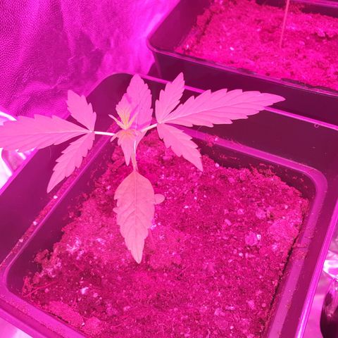 Diesel #1 growlog timeline photo