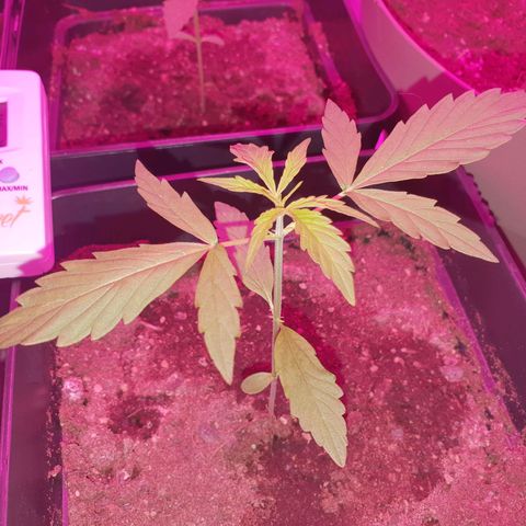 Diesel #1 growlog timeline photo