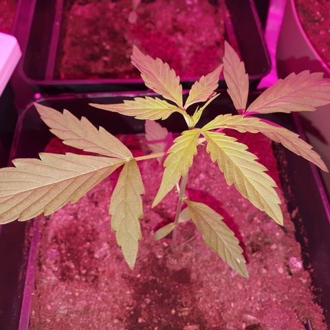 Diesel #1 growlog timeline photo