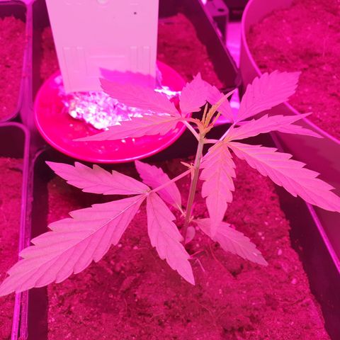 Diesel #1 growlog timeline photo