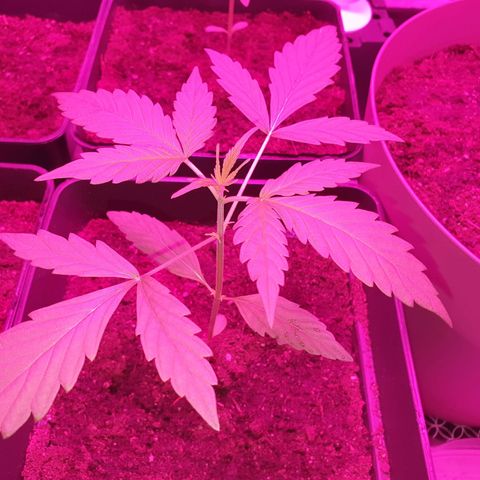 Diesel #1 growlog timeline photo