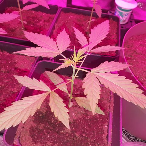 Diesel #1 growlog timeline photo