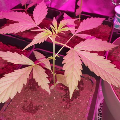 Diesel #1 growlog timeline photo