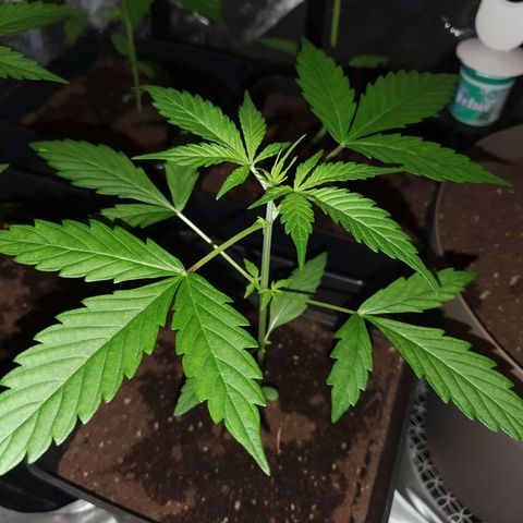 Diesel #1 growlog timeline photo