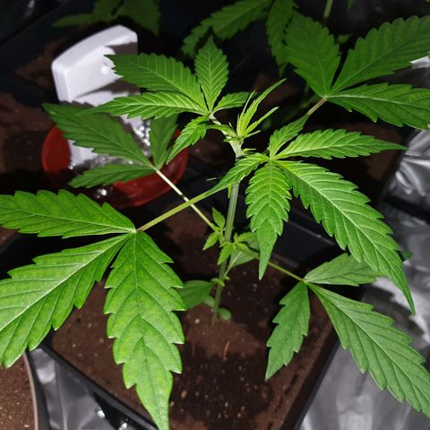 Diesel #1 growlog timeline photo