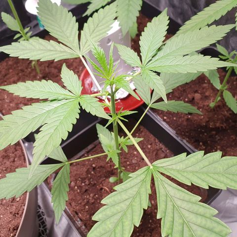 Diesel #1 growlog timeline photo