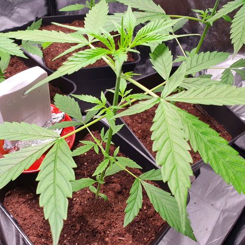 Diesel #1 growlog timeline photo