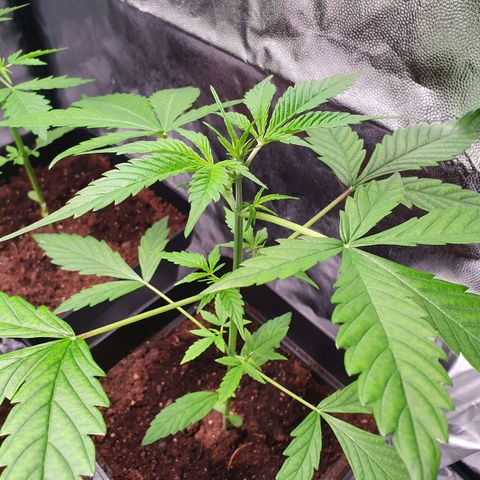 Diesel #1 growlog timeline photo