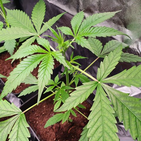 Diesel #1 growlog timeline photo