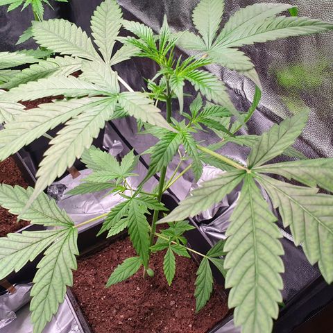 Diesel #1 growlog timeline photo