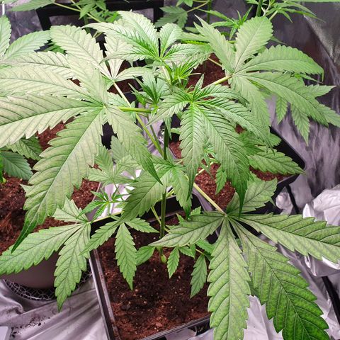 Diesel #1 growlog timeline photo