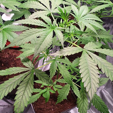 Diesel #1 growlog timeline photo