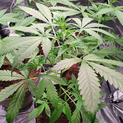 Diesel #1 growlog timeline photo