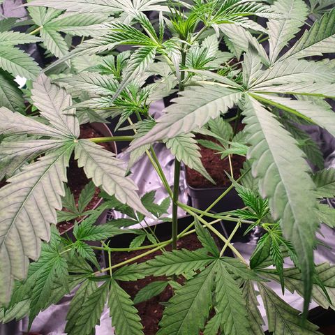 Diesel #1 growlog timeline photo