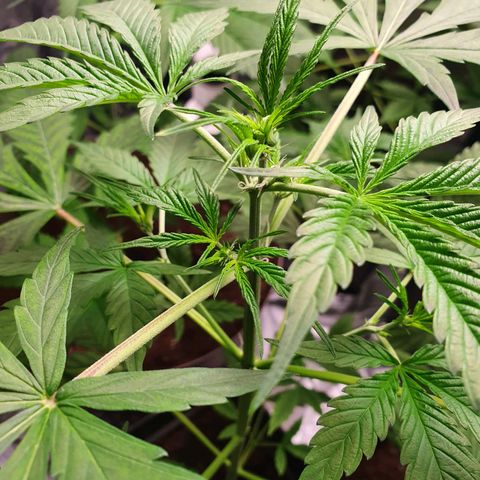 Diesel #1 growlog timeline photo
