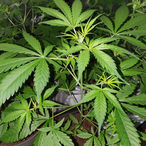 Diesel #1 growlog timeline photo