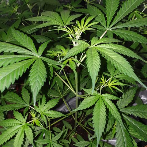 Diesel #1 growlog timeline photo