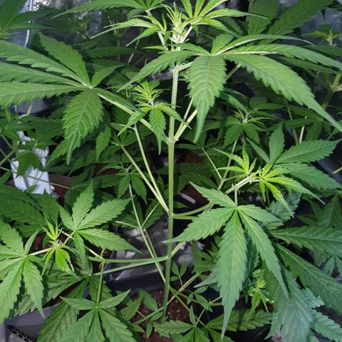 Diesel #1 growlog timeline photo