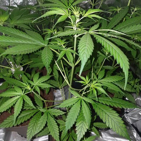 Diesel #1 growlog timeline photo