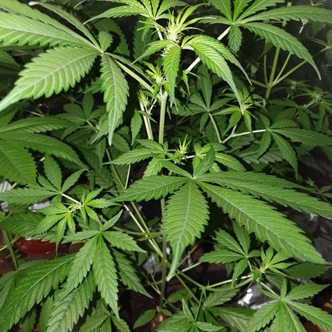 Diesel #1 growlog timeline photo