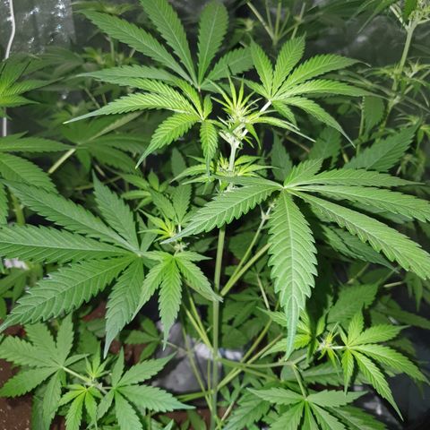Diesel #1 growlog timeline photo