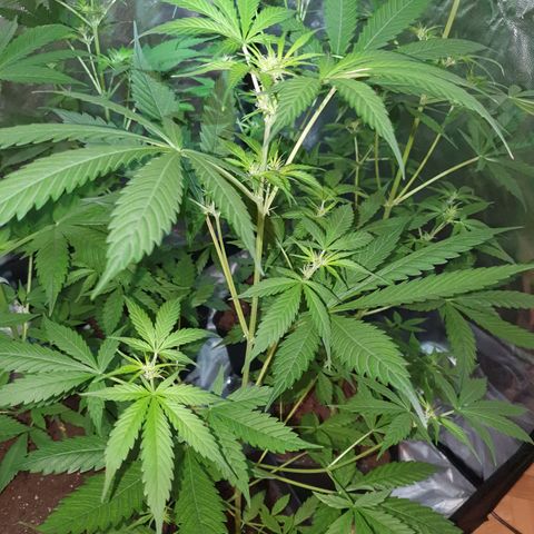 Diesel #1 growlog timeline photo