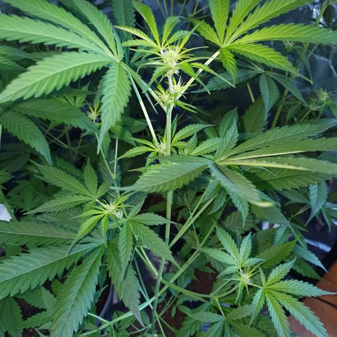 Diesel #1 growlog timeline photo