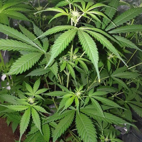 Diesel #1 growlog timeline photo