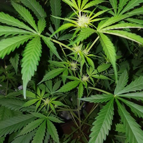 Diesel #1 growlog timeline photo