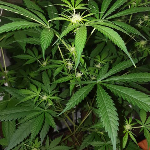 Diesel #1 growlog timeline photo