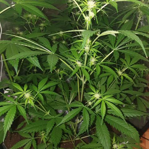 Diesel #1 growlog timeline photo