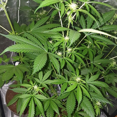 Diesel #1 growlog timeline photo