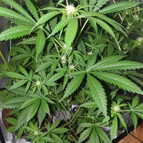 Diesel #1 growlog timeline photo