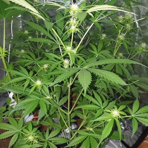 Diesel #1 growlog timeline photo