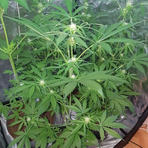 Diesel #1 growlog timeline photo