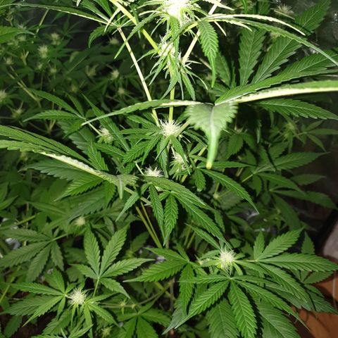 Diesel #1 growlog timeline photo